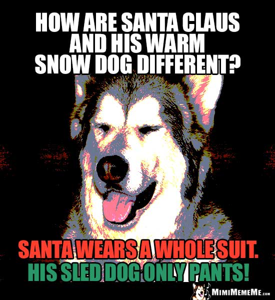 Sled Dog Jokes, Funny Snow Dogs, Husky & Malamute Humor Pg 1 of 2 MimiMemeMe