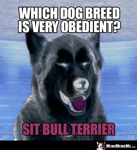 Dog Breed Jokes, Funny Dog Pedigrees, Mixed Breed Humor Pg 3 MimiMemeMe