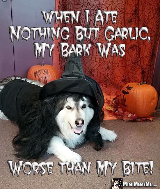 Halloween Dog Jokes, Funny Dogs Wearing Costumes, Spooky Dog Memes Pg 4