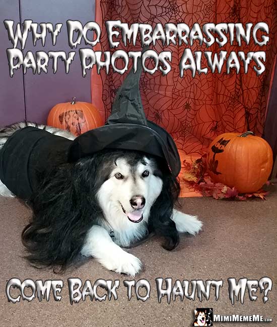 Halloween Dog Jokes, Funny Dogs Wearing Costumes, Spooky Dog Memes Pg 4