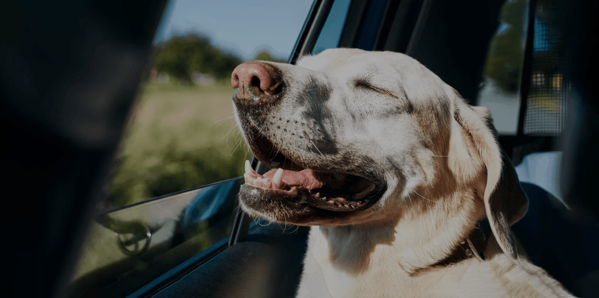 How Pet Transport Achieved Online Success With SEO Mimvi