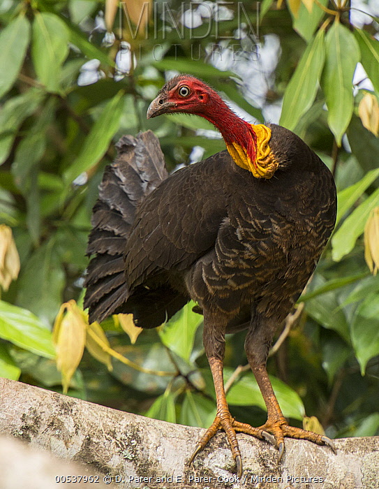Australian Brush Turkey stock photo Minden Pictures
