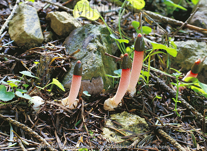 Are Stinkhorn Mushrooms Poisonous To Dogs