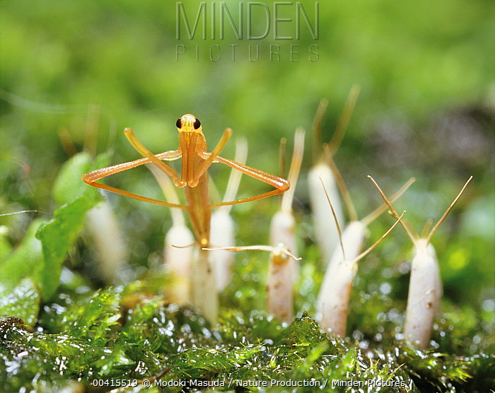 Water Scorpion stock photo Minden Pictures