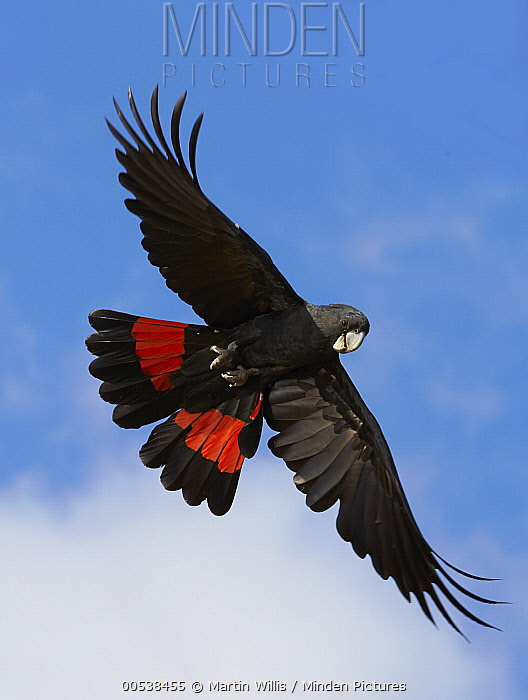 Redtailed BlackCockatoo stock photo Minden Pictures