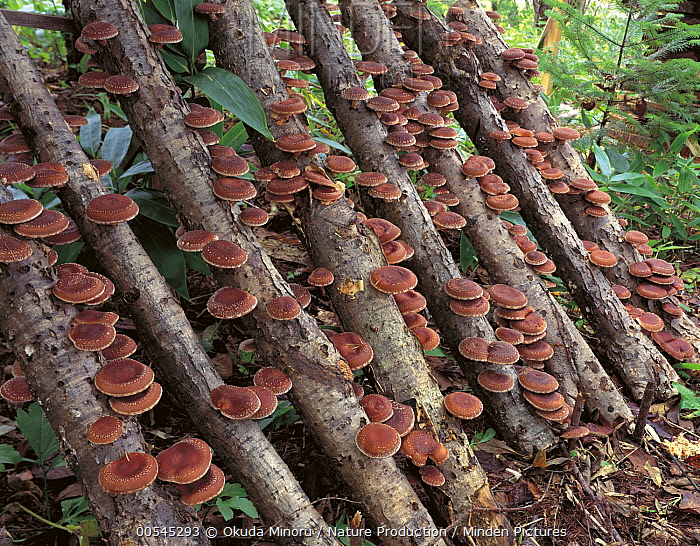 Minden Pictures Shiitake Mushroom (Lentinus edodes) crop grown in