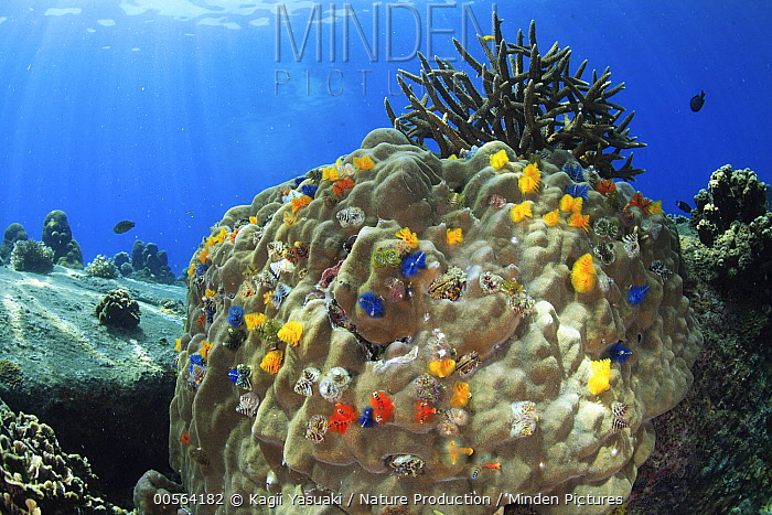 Minden Pictures Christmas Tree Worm (Spirobranchus giganteus) group