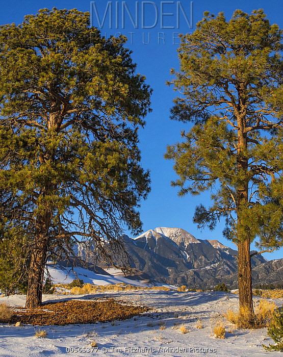 Ponderosa Pine stock photo Minden Pictures