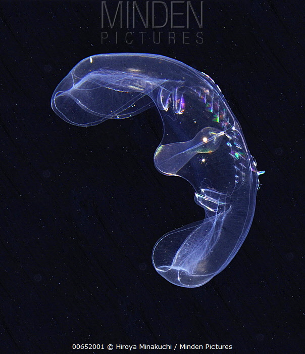Comb Jelly stock photo Minden Pictures