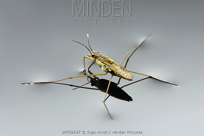 Minden Pictures Pond Skater (Gerris sp) using surface tension to walk