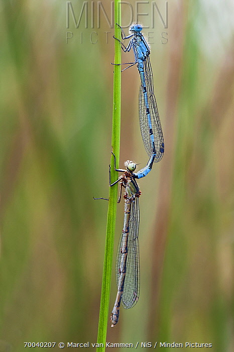 Minden Pictures - Common Blue Damselfly (Enallagma Cyathigerum) Pair Mating, Alde Feanen,Earnewald,Friesland, Netherlands - Marcel Van Kammen/ Nis 700_x_466_jpg