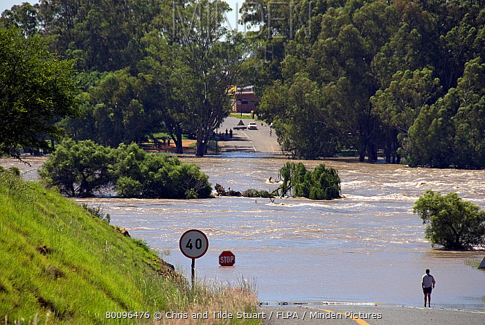Minden Pictures River in flood, flooding road, Vaal
