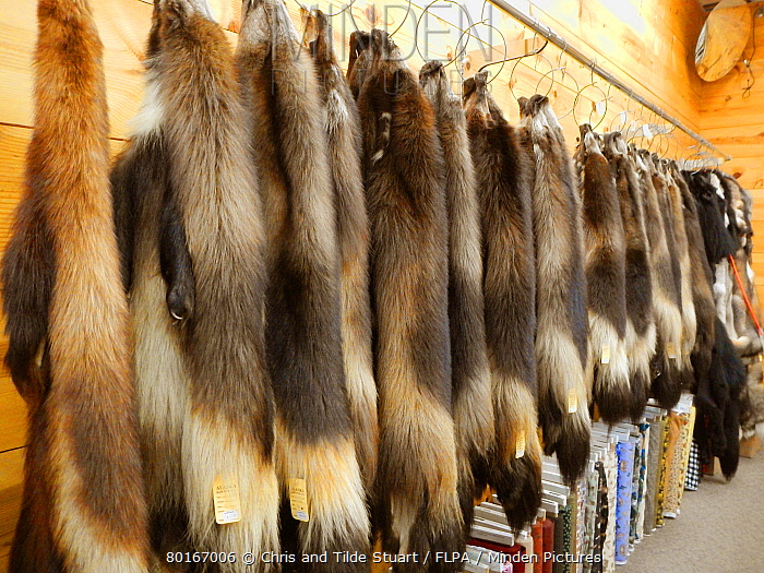Minden Pictures Fur trapping, Wolverine (Gulo gulo) pelts in
