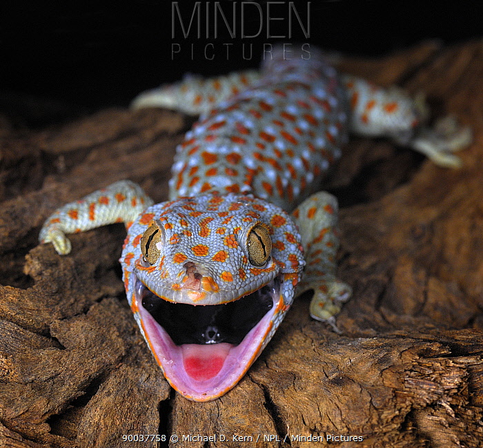 Minden Pictures The Tokay gecko (Gekko gecko) mouth open