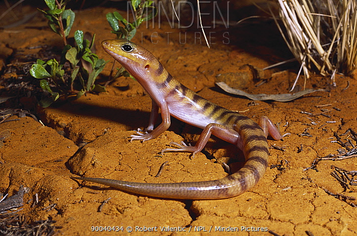 Minden Pictures - Broad Banded Sand Swimmer Skink (Eremiascincus Richardsonii) Foraging At Dusk, Westmar, Queensland, Australia - Robert Valentic/ Npl