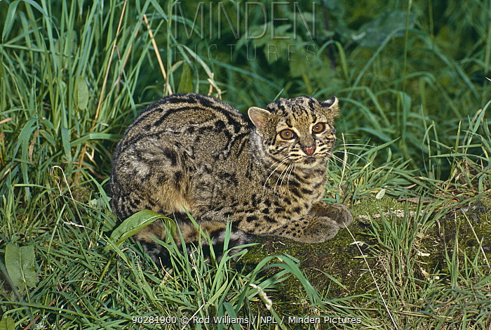 Minden Pictures stock photos Marbled Cat (Pardofelis