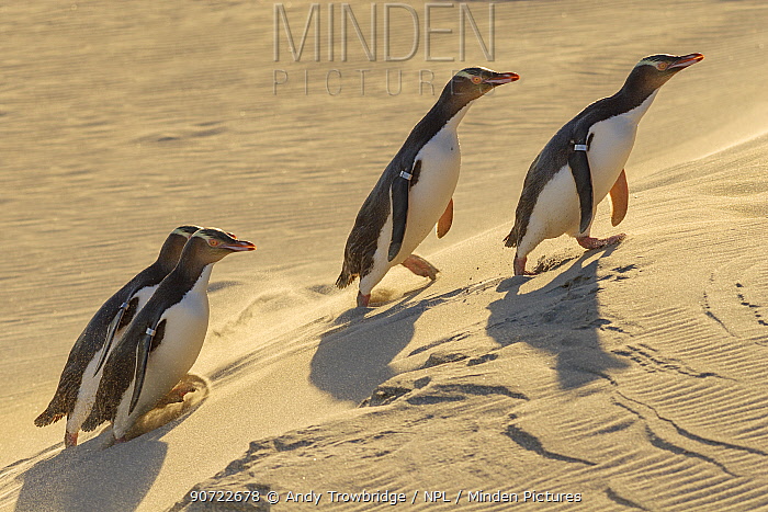 Minden Pictures Four Yelloweyed penguins (Megadyptes antipodes