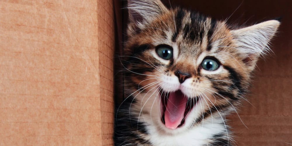 Cat ban proposed in New Zealand council MiNDFOOD