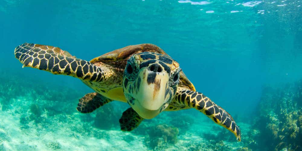 Adopt a hawksbill turtle new partnership seeks protect