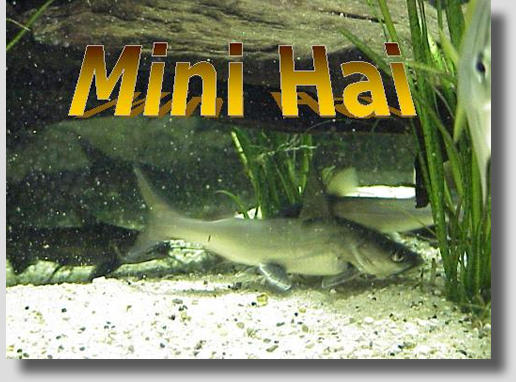 Minihai; MiniHaie; Arius seemani