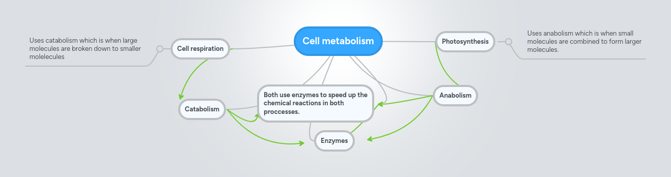 Cell metabolism MindMeister Mind Map