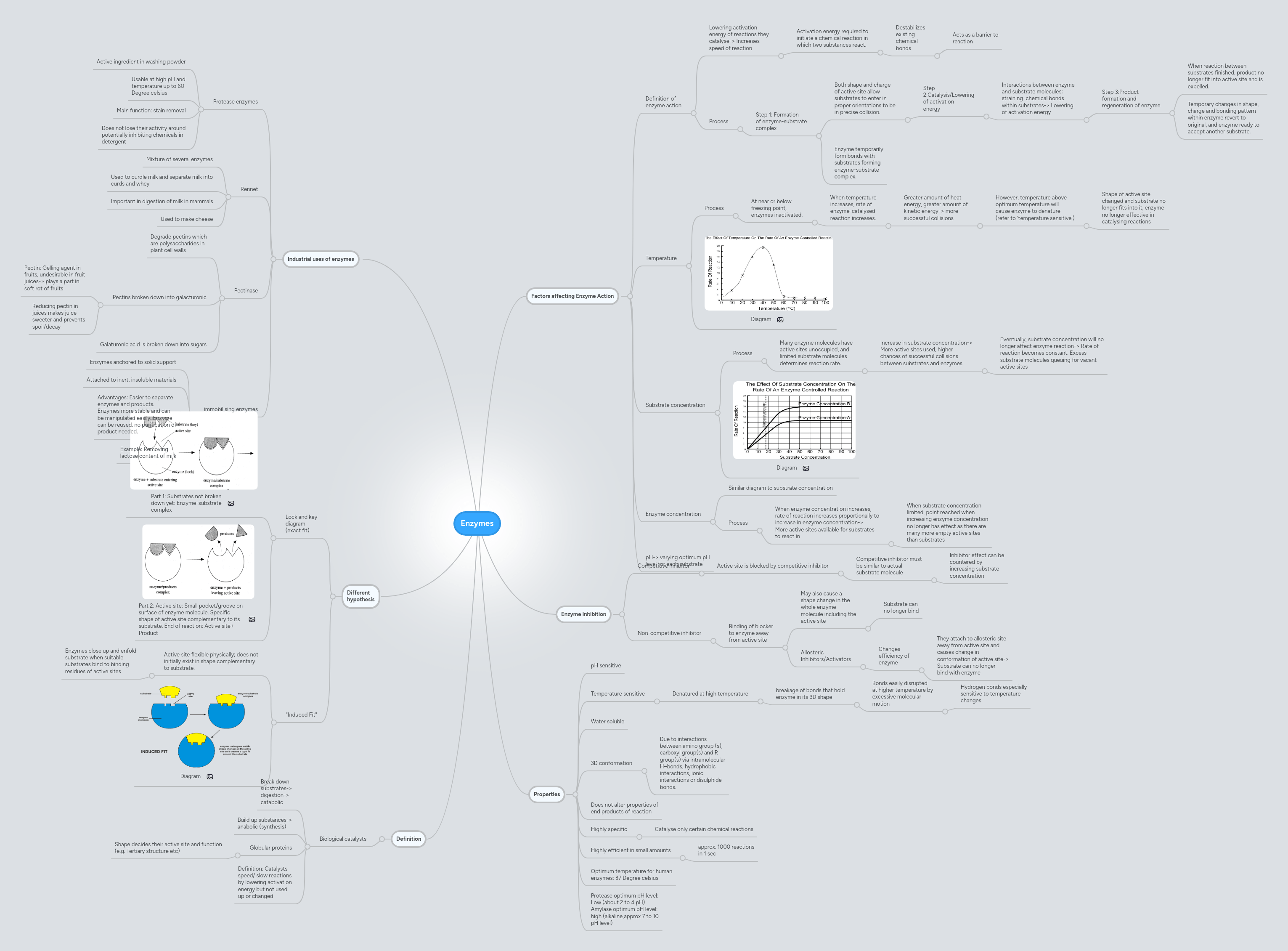 Enzymes MindMeister Mind Map