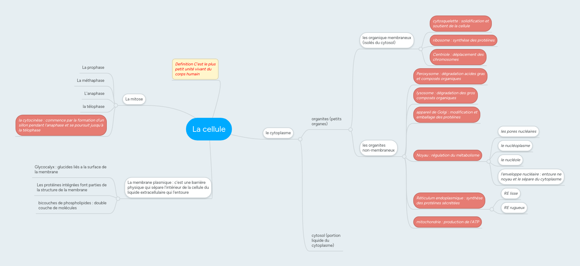La cellule MindMeister Mind Map
