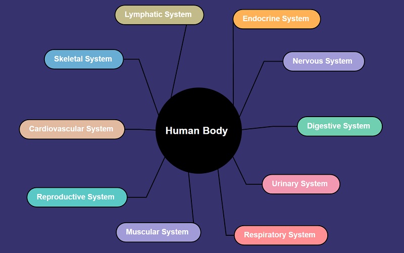 Concept Map For Taking Notes How to Take Notes with Mind Map EasytoUse Software