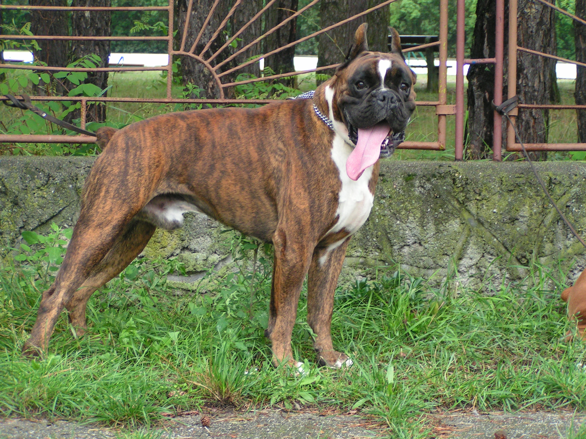 Kostenlose Boxerwelpen Kleinanzeigen