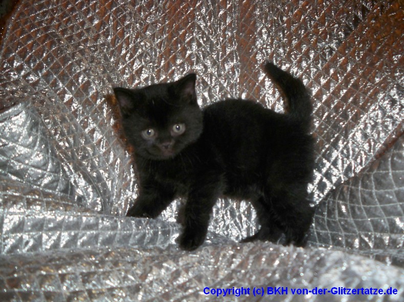 Zauberhafter BKH KittenKater schwarz Katzen