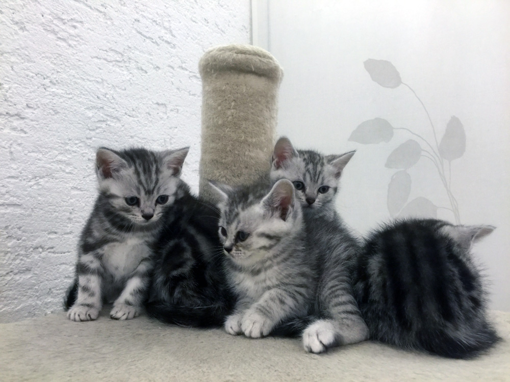 Kostenlose Katzenbabys Kleinanzeigen