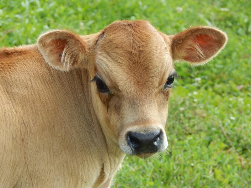 White Star Miniature Jerseys Featured mature bull Barnyard Mini