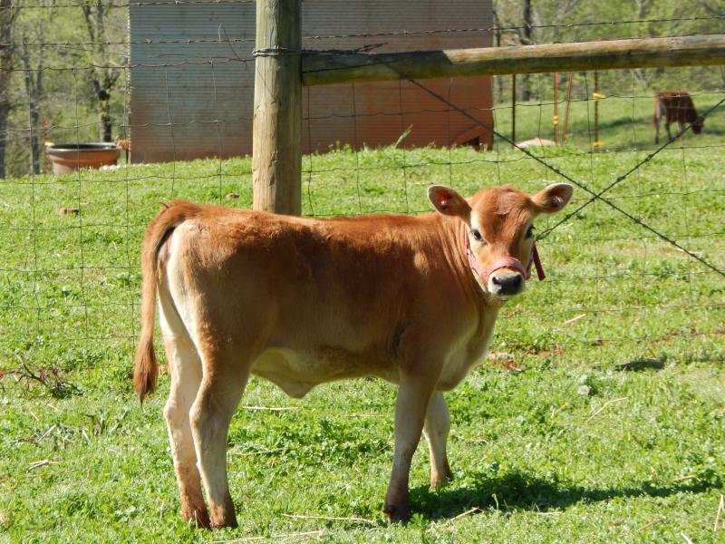 White Star Miniature Jerseys Cattle For Sale...