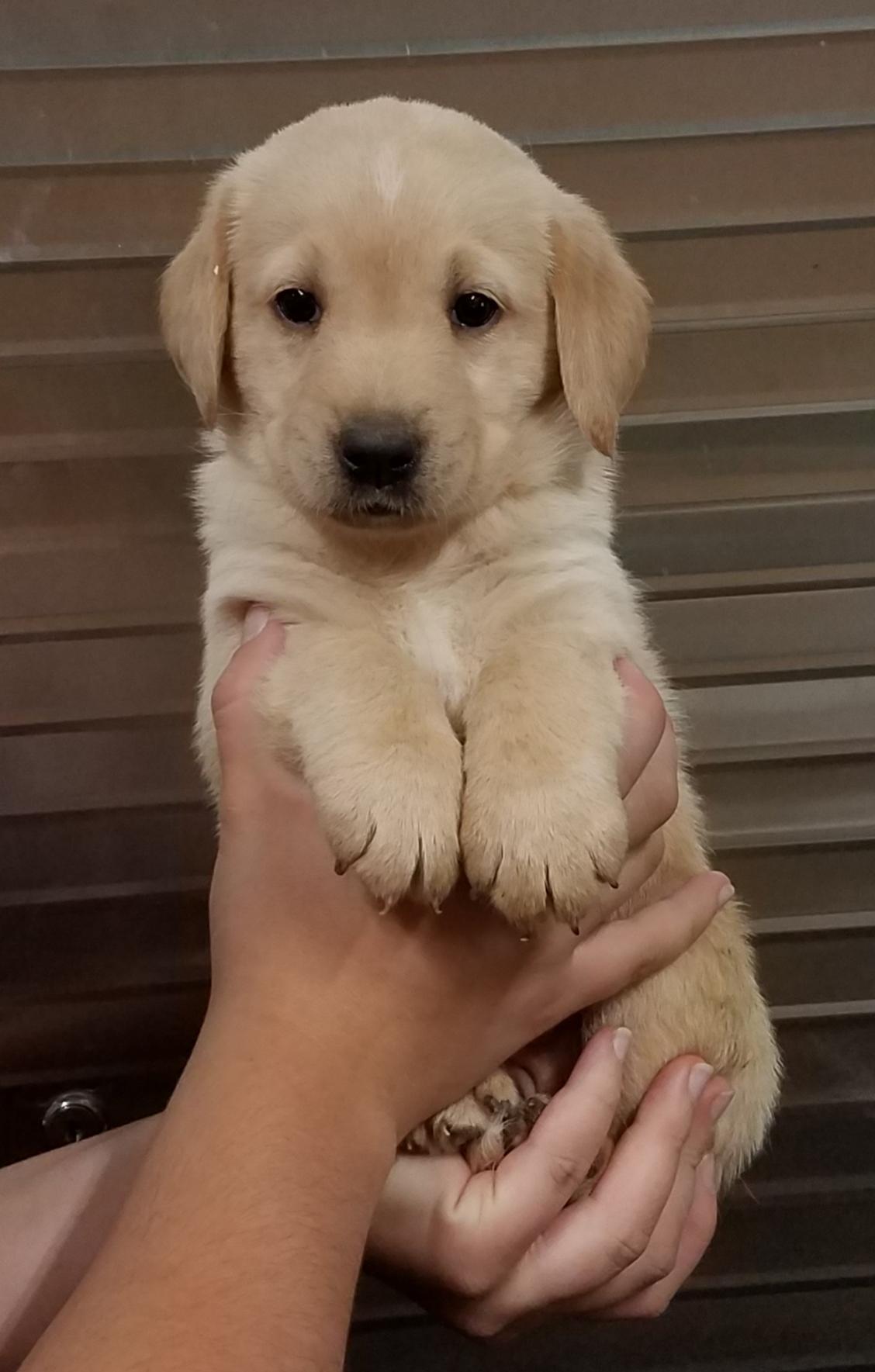 Mini Lab Puppies!