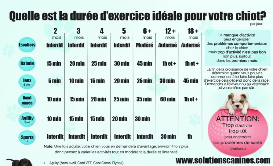 quelle taille pour un berger australien