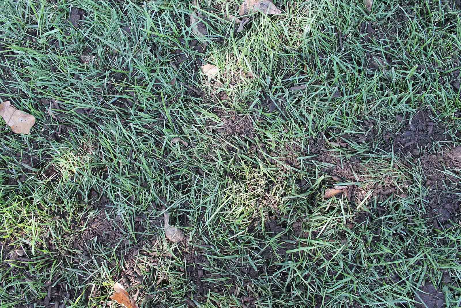 3 Reasons to TopDress Your Fescue