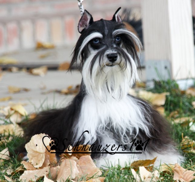 Teacup Schnauzer Breeders & Mini Schnauzer Puppies Schnauzers 101