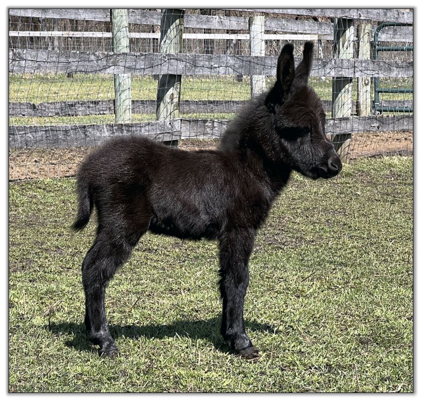 Miniature Donkeys for Sale at HAA Miniature Donkey Farm