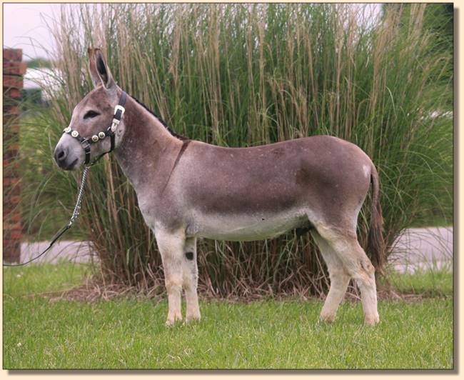 Miniature Donkeys for Sale at HAA Miniature Donkey Farm