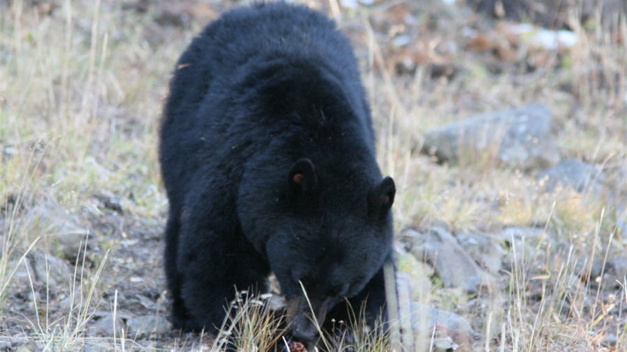 Bear kills mining contractor in Alaska