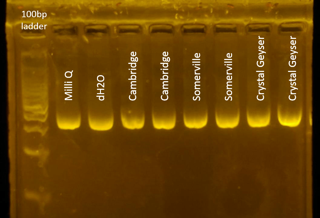 Help Troubleshooting PCR Different Colored Bands Are Formed, 60 OFF