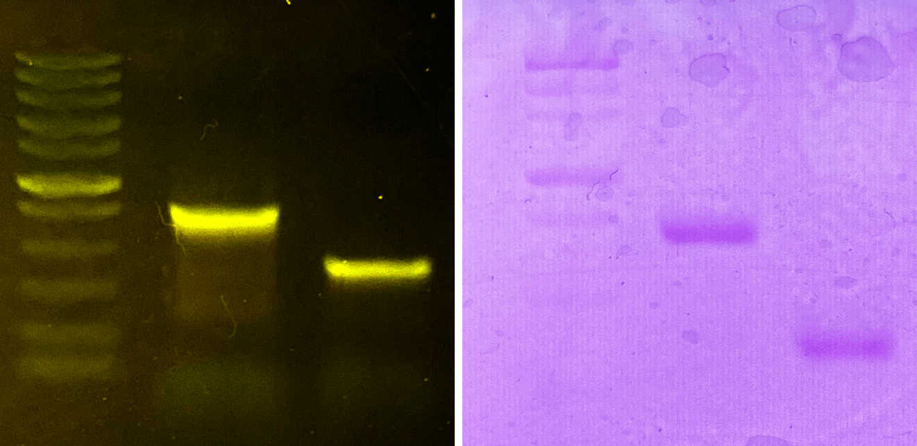 Choosing a DNA stain for classroom use miniPCR bio