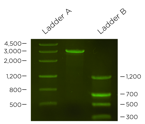 Choosing the right DNA ladder miniPCR bio