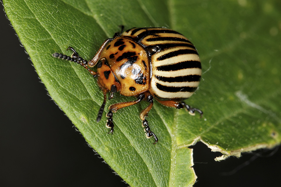 Minnesota Seasons Colorado potato beetle