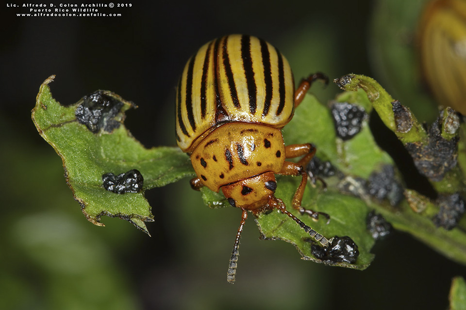 Minnesota Seasons Colorado potato beetle