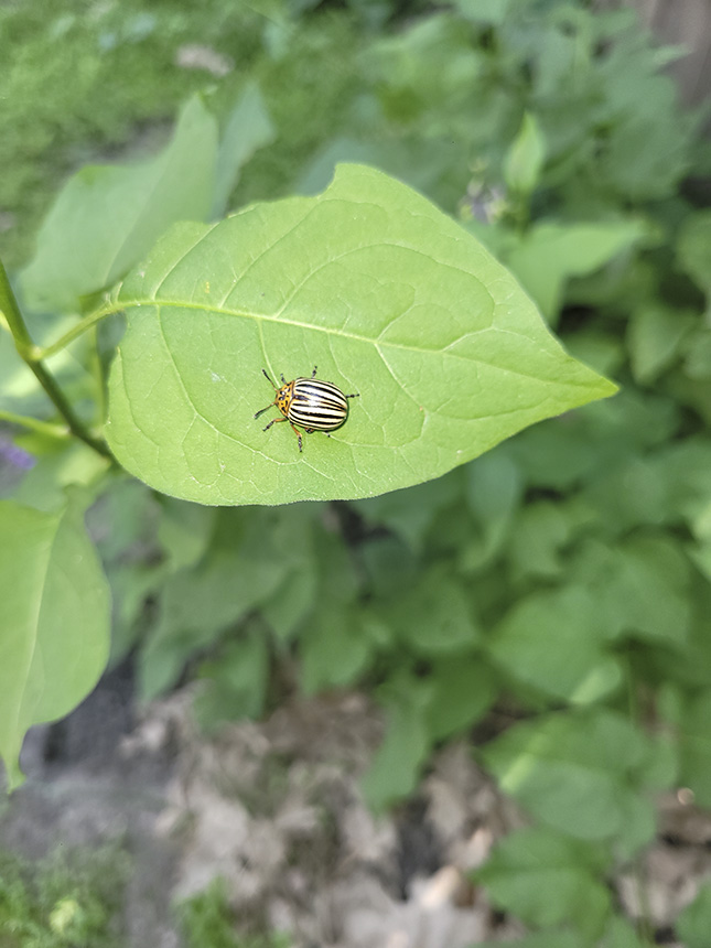 Minnesota Seasons Colorado potato beetle