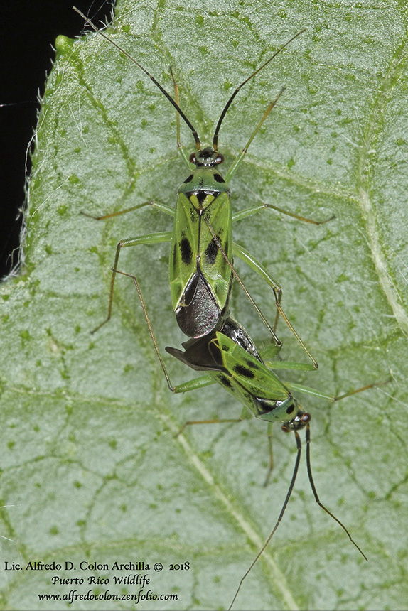 Minnesota Seasons green plant bug