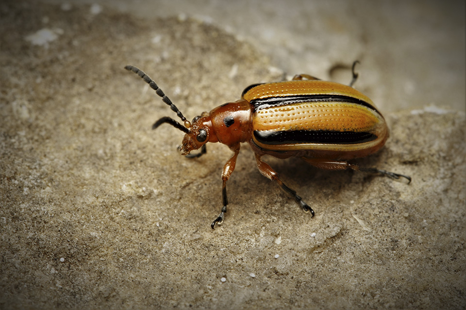 Minnesota Seasons threelined potato beetle