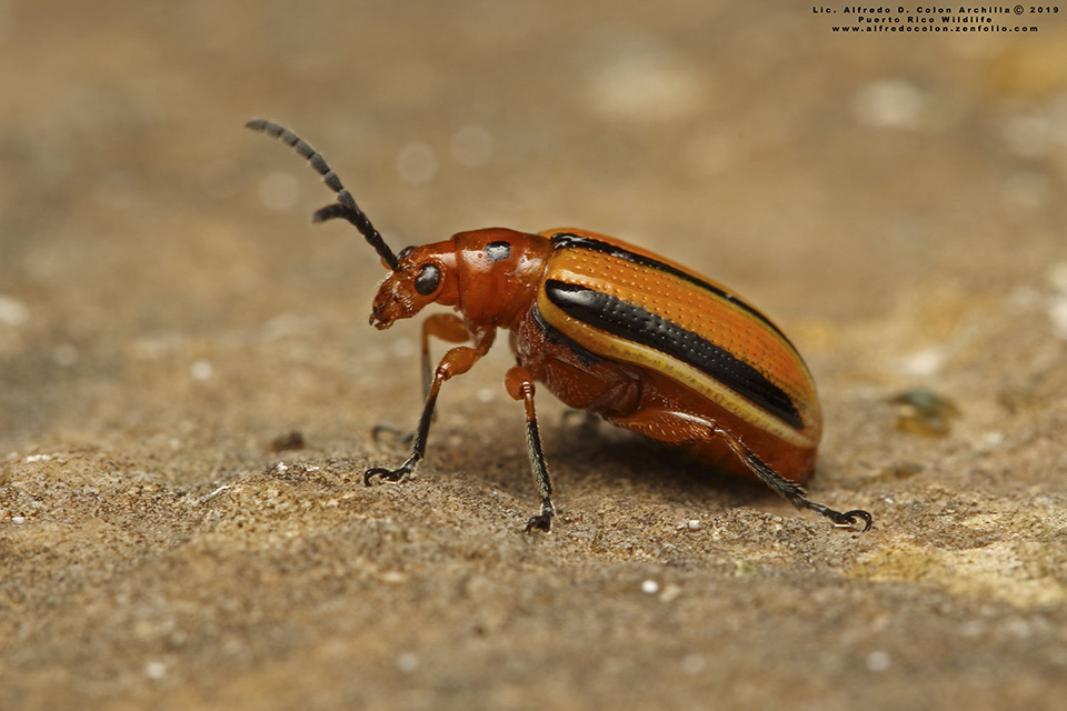 Minnesota Seasons threelined potato beetle