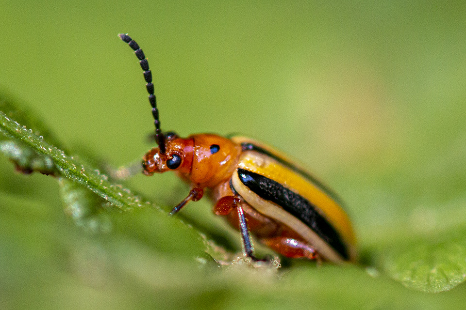 Minnesota Seasons threelined potato beetle